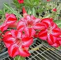 9GreenBox - Very Rare Grafted Adenium Desert Rose Furtune Star 3 ~ 4 Years House Plant Bonsai