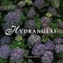 Hydrangeas