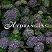 Hydrangeas