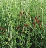 Davids Cover Crop Ryegrass Common 1 Pound Order 61F1gE67YZL. SL160 Davids Cover Crop Ryegrass Common 1 Pound Order