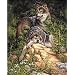 Dimensions PaintWorks/Paint By Number Wild & Free Wolves