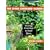 Edible Container Garden Tpb: Growing Fresh Food in Small Spaces