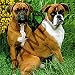 Dogs