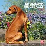 Rhodesian Ridgebacks 2012 Square 12X12 Wall Calendar (Multilingual Edition)