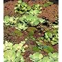 1 Wasserhyazinte + 1 B�schelfarn, Schwimmpflanzen &hellip von M�hlan Wasserpflanzen
