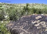 Produkt-Bild: Die Petroglyphen vom Usektal in Kasachstan
