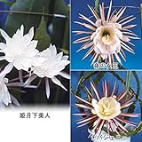 国華園　多肉植物苗　月下美人Bセット　3種3株