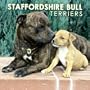 Staffordshire Bull Terriers 2006 Calendar