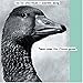 Billy Childish, Here Come the Fleece, 発売中