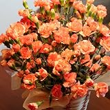 OCS�y��̓��z�����l�I�����W�J�[�l�[�V�������A���������Ί�̃}�}�Ƀs�b�^���ȃI�����W (���i�C���[�W)