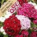 500 Seeds, Sweet William (Dianthus barbatus) Seeds by Seed Needs
