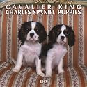 Cavalier King Charles Spaniel Puppies