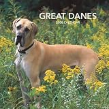 Great Danes (International) 2008 Square Wall