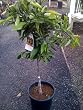 Clementine Mandarin Orange Tree Semi Dwarf Five Gallon--well established about 3 feet tall.