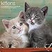 Kittens Wall Calendar (2016)