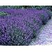Staude Lavendel, 5 Stauden