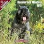 2009 Bouvier des Flandres (US) Wall Calendar