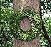 Flora Decor Preserved Boxwood Wreath Round 16