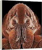 Box Canvas Print of LRDS-54 Cat Flea from Ardea