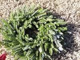 16 Inch Frasier Fir Christmas Wreath (Hand-crafted) with Red Bow