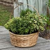Herb Garden in Decorative Gift Basket - Edible Herbs - Green Gift that Ships Via 2-Day Air!