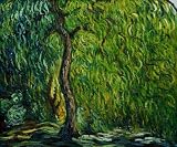 Weeping Willow