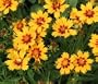 Coreopsis Baby Sun