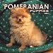 pomeranian31  - Pomeranian Puppies 2007 Mini Calendar