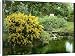 Canvas Prints of Ulex Europaeus Flore Pleno (Double Gorse) from Mary Evans