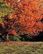 Glorious Fall Tree in Kentucky Photograph - Beautiful 16x20-inch Photographic Print by Carol M. Highsmith