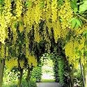 GOLDEN CHAIN TREE - LABURNUM ANAGYROIDES 50 seeds