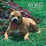 American Pit Bull Terriers 2008 Square Wall Calendar