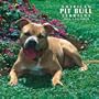 American Pit Bull Terriers 2008 Square Wall Calendar (German, French, Spanish and English Edition)
