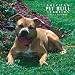 American Pit Bull Terriers 2008 Square Wall Calendar