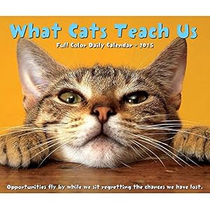 What Cats Teach Us 2015 Daily Boxed Calendar