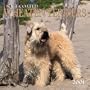 Soft-Coated Wheaten Terriers 2001 Calendar