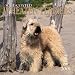 Soft-Coated Wheaten Terriers 2001 Calendar