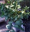 Lisbon Lemon Tree One Gallon by Monrovia Growers