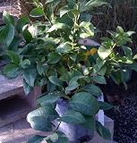 Lisbon Lemon Tree One Gallon by Monrovia Growers