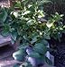 Lisbon Lemon Tree One Gallon by Monrovia Growers