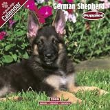 2009 German Shepherd Puppies Wall Calendar