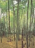 Bamboo Grove 1401 Wall Mural