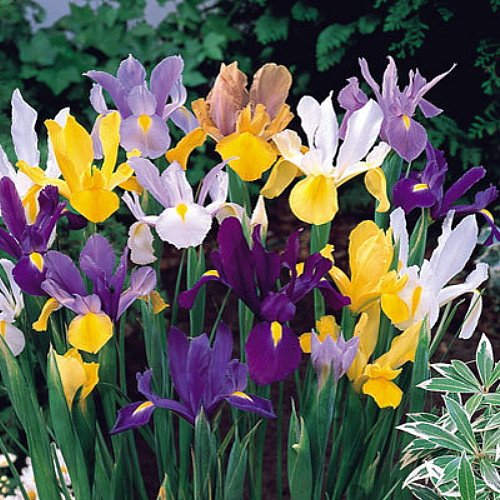 Mixed Dutch Iris 40 Bulbs - SUPER VALUE - Hardy - 8/9 cm Bulbs Mixed Dutch Iris 40 Bulbs - SUPER VALUE - Hardy - 8/9 cm Bulbs