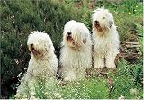 Old English Sheepdog 300 Piece Jigsaw Puzzle (07)