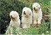   - Old English Sheepdog 300 Piece Jigsaw Puzzle (07)