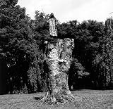 Paul Etienne Lincoln: The Purification Of Fagus Sylvatica Var Pendula Paul Etienne Lincoln: The Purification Of Fagus Sylvatica Var Pendula