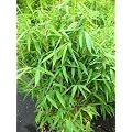 Bambus China Rohrgras Fargesia murielae Jumbo 60 cm hoch im 3 Liter Pflanzcontainer