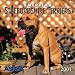 American Staffordshire Terriers 2001 Calendar