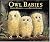 Owl Babies
