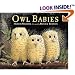 Owl Babies